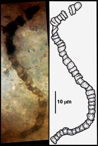 One of the microfossils discovered in a sample of rock recovered from the Apex Chert. (mage: Courtesy of J. William Schopf, UCLA)